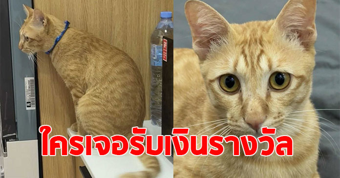 เจ้าของ ประกาศตามหาแมว พร้อมสินน้ำใจ